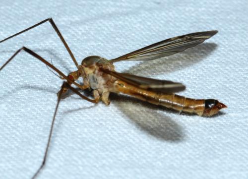 Tipula fascipennis